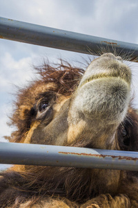 篱笆上的红骆驼。