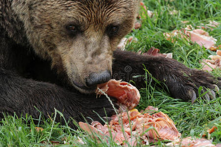 棕熊吃太阳眼镜图片-棕熊吃太阳眼镜素材-棕熊吃太阳眼镜插画-摄图新