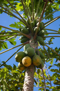 夏威夷木瓜图片