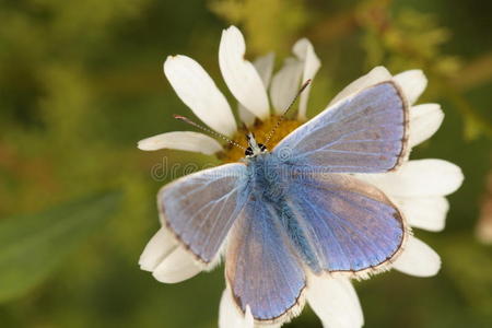 普通的蓝色蝴蝶。