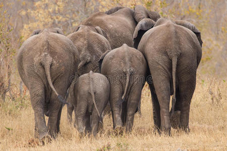 成群结队的大象在树上散步