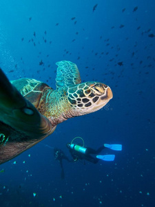 绿海龟和潜水员