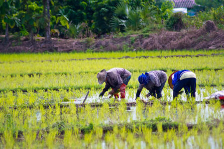 水稻种植。