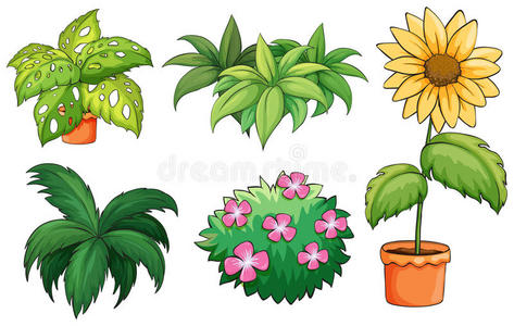 花盆和植物