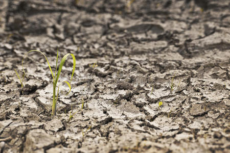 小植物干土图片