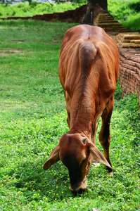 泰国的牛