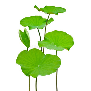 荷叶荷叶上的图案露珠在荷叶湖绿色荷叶美丽的粉红色莲花盛开.