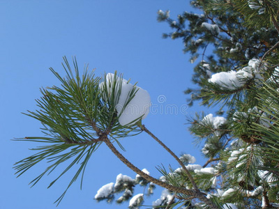 雪松树枝图片