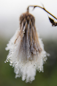 早上带露水的花图片