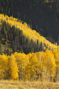 五颜六色的秋天金黄的白杨树在图片