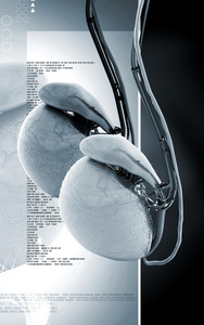 采用指已提到的人高原地区关于苏格兰输精管切除术人类生殖系统的矢