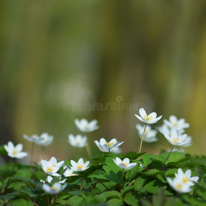 森林白花银莲花