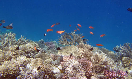 海洋生物