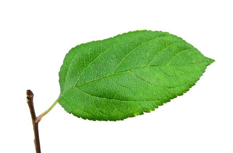 叶子的树枝上有真正的青苹果一束带绿叶的粉红玫瑰秋叶行带水滴的白花