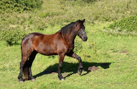 弗里斯蒂安马抬起前腿照片