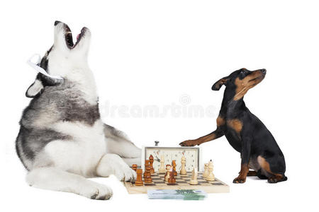 象棋的爪子图片