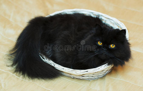 米色背景篮子里的公猫