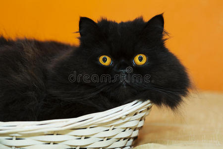 橙色背景篮子里的公猫