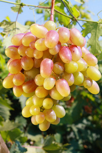 成熟的红葡萄
