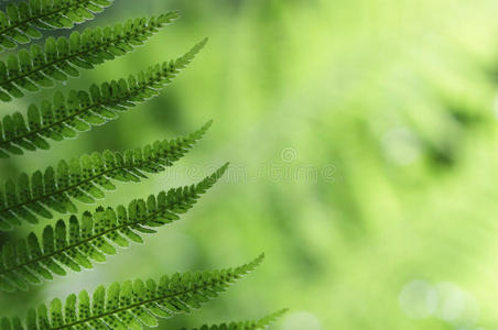 森林里新鲜的绿色蕨类叶子
