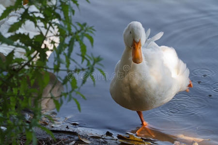 单脚站立的白鹅照片