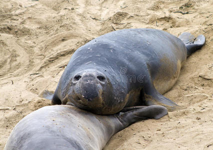 加利福尼亚海滩上的雄性海豹