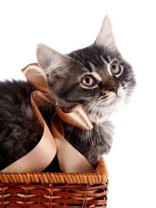 毛茸茸的条纹猫，在有垂饰的篮子里有一个蝴蝶结。