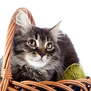 一只猫在有毛球的格子篮子里的肖像。