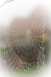 万圣节的恐怖蜘蛛网