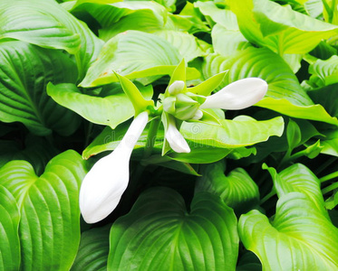 露水 灌木 液体 生长 美丽的 颜色 植物 和谐 液滴 特写镜头