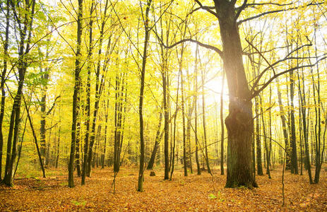 阳光洒向秋林。