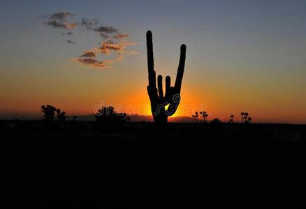 仙人掌剪影多彩日落，亚利桑那州，美国