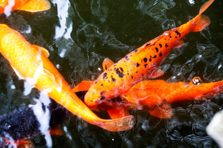 池塘里的日本鲤鱼