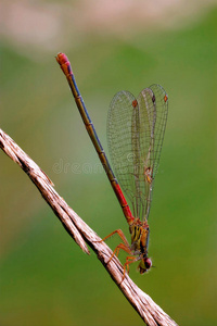 野生红黑色蜻蜓