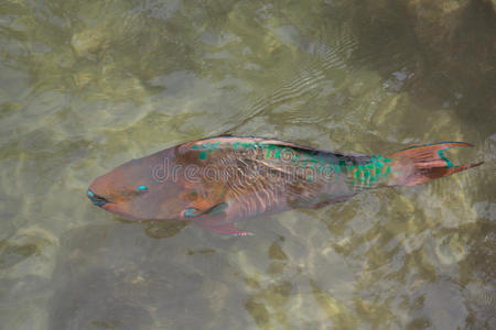 彩虹鹦鹉鱼