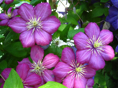 美丽的紫薇花图片