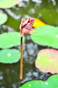 荷花凋谢