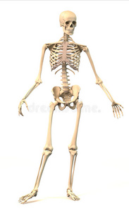 男性人体骨骼，动态姿势，正面视图。