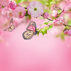 樱花蝴蝶图片