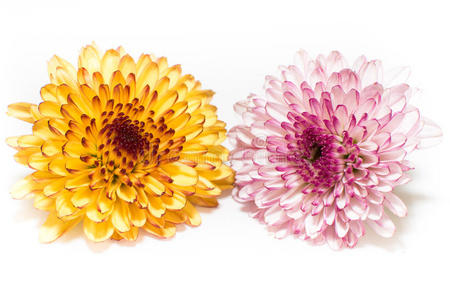 白色背景下分离的粉红色和黄色菊花