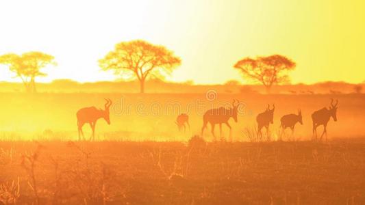 夕阳背景下的金色和角红色的羚羊，来自非洲的野生动物。