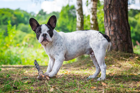 森林里的法国斗牛犬