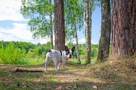 森林里的法国斗牛犬