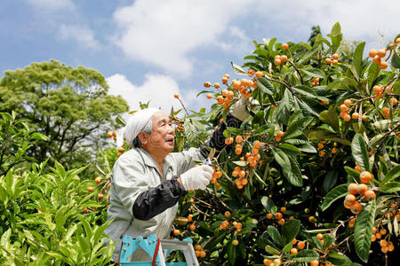 水果收获