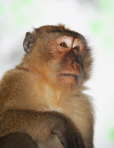 猴子的特写肖像