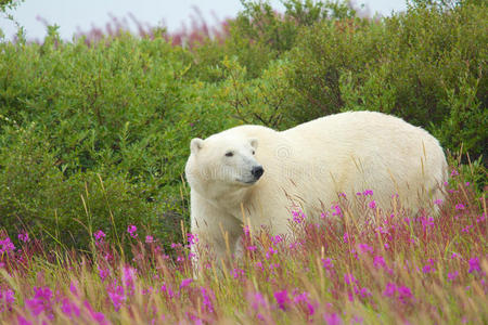 北极熊与火草2