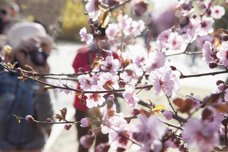 北京春天，樱花在树枝上的特写镜头，人们在背景中拍摄樱花