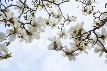 玉兰树开花白玉兰花白玉兰花白玉兰花花园里鲜花盛开的白玉兰玻璃杯的