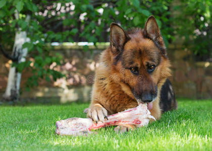 德国牧羊犬在花园里啃骨头