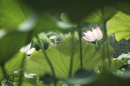 中国湖面上的粉红莲花